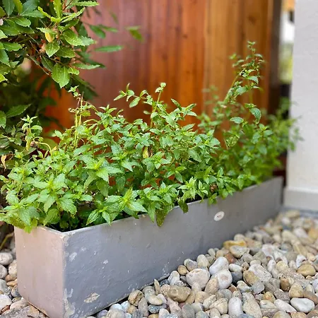 Apartmán Garden Lounge *