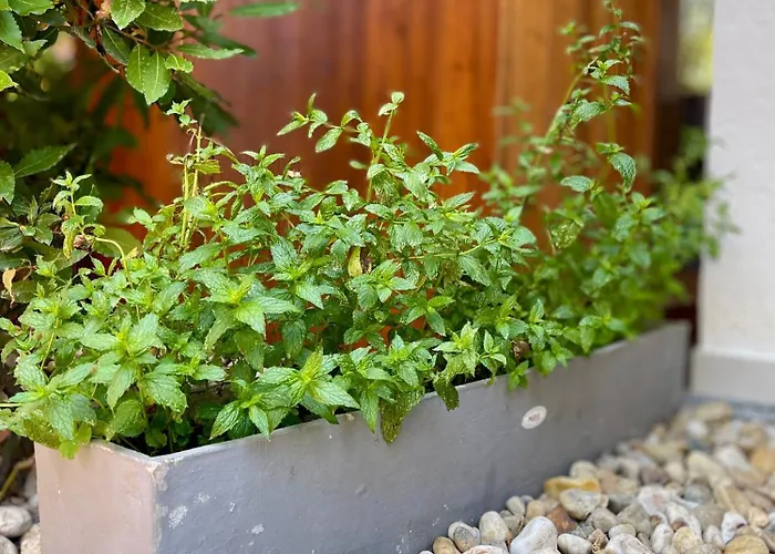 Apartmán Garden Lounge *